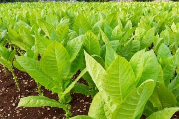 Selain untuk Rokok, Ternyata Ini Manfaat dari Tembakau