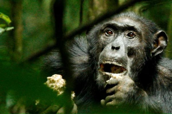 Studi: Simpanse Liar Beradaptasi Secara Genetik dengan Habitat Berbeda