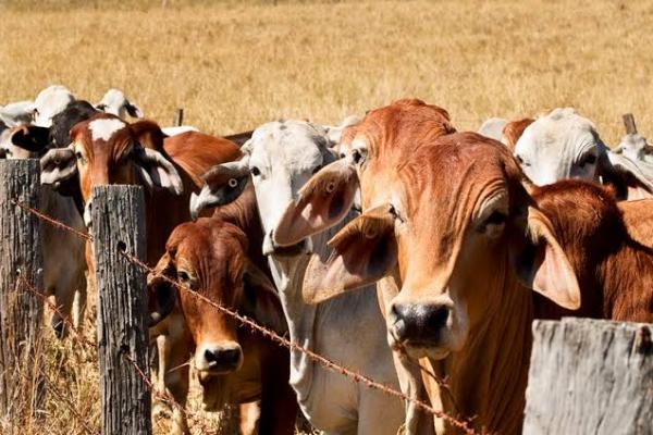 Sapi Australia Untuk Lebaran 2025 Dipastikan Bebas PMK dan LSD