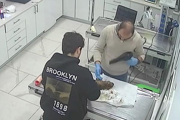 Mengharukan, Induk Anjing Membawa Anaknya yang Sekarat ke Dokter Hewan Tanpa Bantuan Manusia