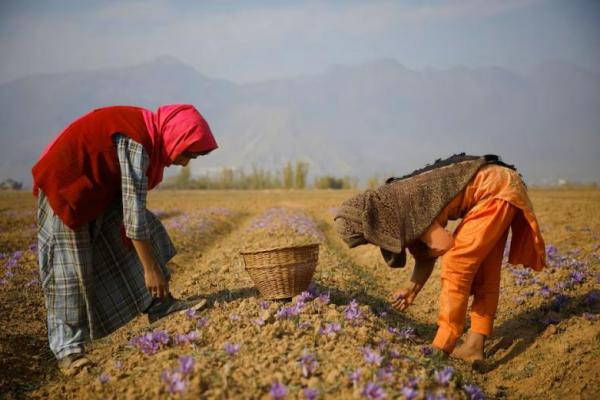 Tekanan Iklim Meningkat, Petani Safron Kashmir Coba Bertani dalam Ruangan