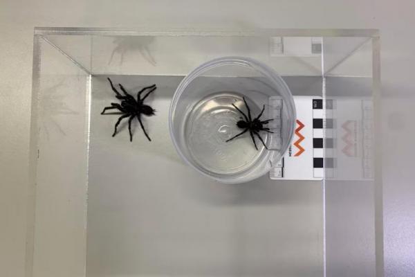 Ilmuwan Australia Temukan Spesies Laba-laba Jaring Corong Mematikan
