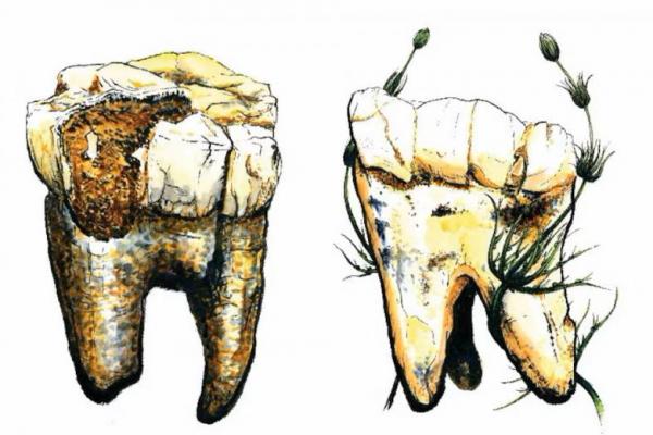 Daging Tidak Ada dalam Menu Nenek Moyang Manusia Australopithecus