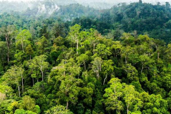 Pemanfaatan 20,6 Juta Hektare Hutan Untuk Pangan Bukan Deforestasi