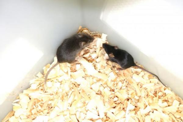 Ilmuwan Gunakan Rekayasa Genetika untuk Ciptakan Tikus dengan Dua Induk Jantan