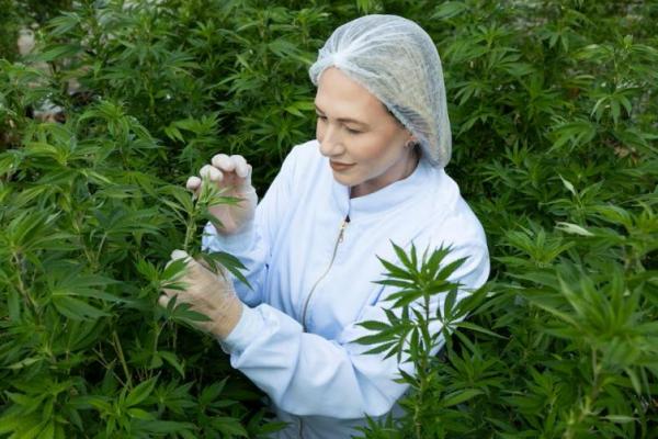 Badan Pertanian Brasil Rencanakan Penelitian 12 Tahun soal Budidaya Ganja