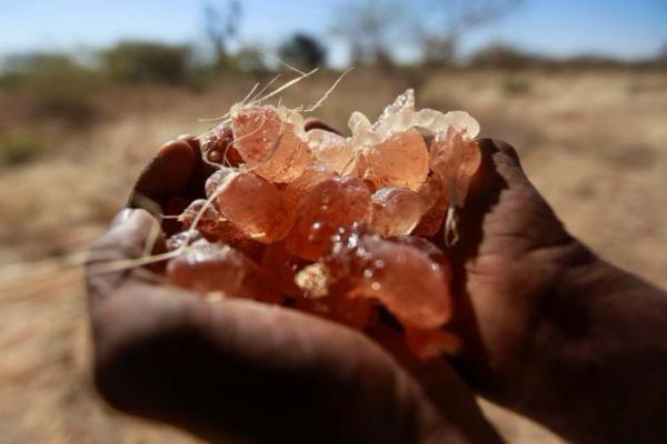 Sudan Dilanda Perang, Bahan Utama Coca-Cola dan M&M Ramai Diselundupkan
