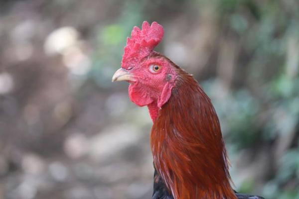 Sejarah Sabung Ayam di Indonesia, Praktik yang Tewaskan 3 Polisi
