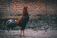 Tips Memelihara Ayam Jago Biar Makin Tangguh