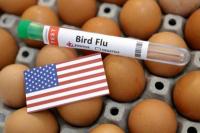Dilanda Wabah Flu Burung, AS Beralih ke Brasil untuk Dapatkan Telur