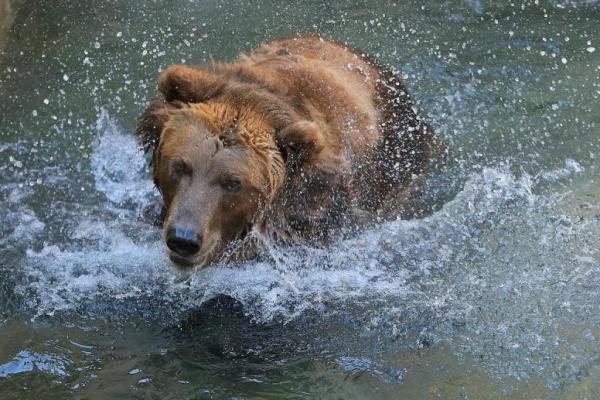 Pria Rusia Ini Selamat dari Serangan Beruang di Dekat Moskow
