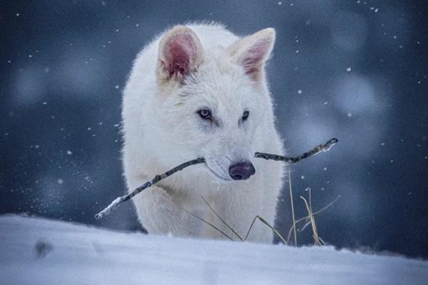 Dire Wolf di Film Game of Thrones yang Telah Punah Kini Hidup Kembali