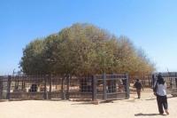 Kisah Pohon Sahabi, Saksi Hidup Nabi Muhammad SAW