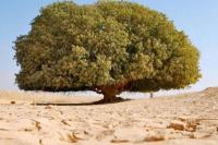 Fakta Unik nan Menarik Pohon Sahabi, Saksi Hidup Nabi Muhammad SAW