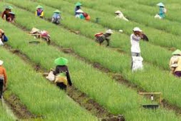 Penghapusan Kuota Impor Dipastikan Tak Ganggu Industri Pertanian