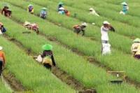 Penghapusan Kuota Impor Dipastikan Tak Ganggu Industri Pertanian
