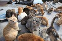 Kepulauan Seribu Siapkan Kawasan Khusus untuk Wisata Pulau Kucing