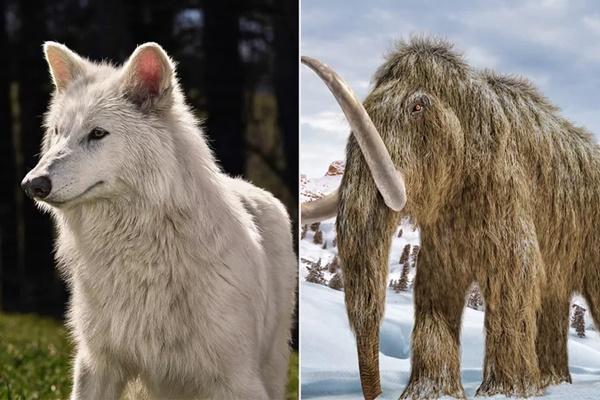 Setelah Dire Wolf Bangkit Kembali, Spesies Punah Mammoth akan Hidup Lagi