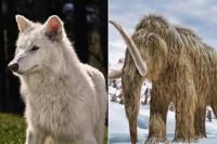 Setelah Dire Wolf Bangkit Kembali, Spesies Punah Mammoth akan Hidup Lagi