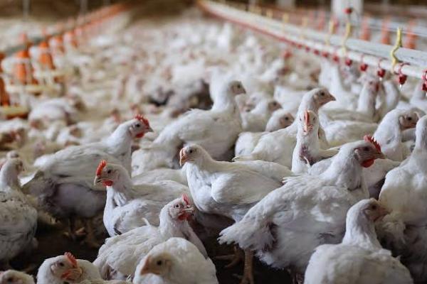 Harga Ayam Anjlok Usai Lebaran, Pemerintah Diminta Intervensi