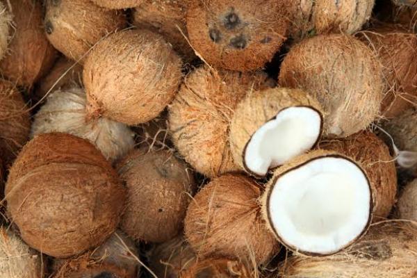 Harga Kelapa Mahal, Ternyata Ini Penyebabnya