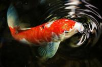 7 Cara Menjaga Ikan Koi Tetap Sehat Selama Musim Hujan