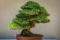 Inilah Tips Merawat Bonsai, Pemula Wajib Tahu