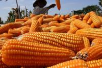 Akhir Juni, Pemerintah Siap-siap Genjot Serapan Jagung Dalam Negeri
