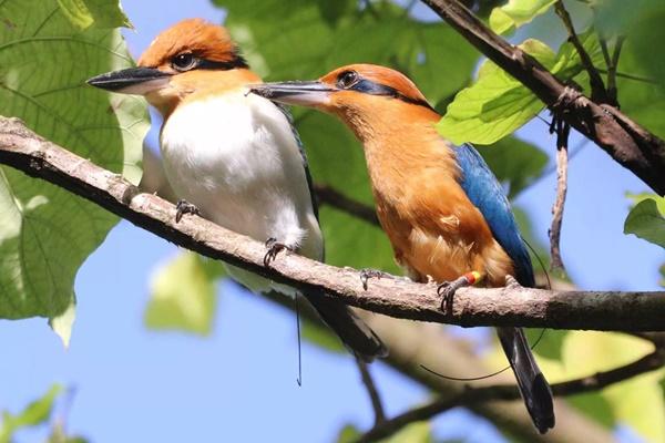 Burung yang Sempat Punah Kini Bertelur di Alam Liar untuk Pertama Kalinya dalam 40 Tahun