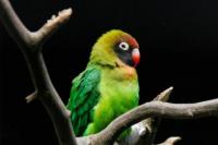 Kicauan Burung, Terapi Alami yang Menenangkan Pikiran