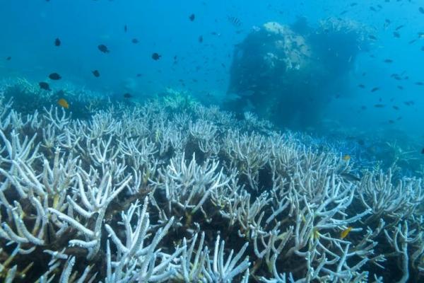 Empat Per Lima Terumbu Karang Dunia Terdampak Pemutihan akibat Panas