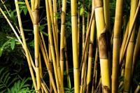 Deretan Mitos Bambu Kuning, Bisa Menangkal Makhluk Halus?