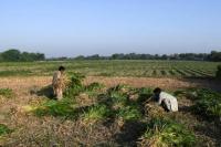 India Bersumpah Memutus Pasokan Air di Kashmir, Petani Pakistan Panik