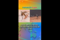 Jangan Sampai Salah, Mengenal Perbedaan Nyamuk Penyebab Malaria dan DBD 