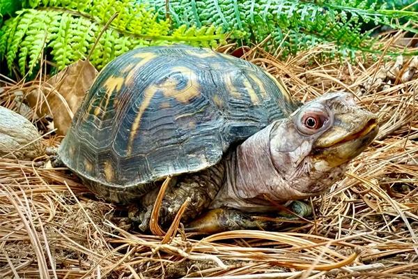 Kura-kura Liar yang Hidup dalam Kegelapan Selama 50 Tahun Akhirnya Menikmati Sinar Matahari