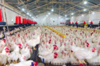 Sempat Jatuh di Angka Rp13.000/Kg, Kini Harga Ayam Hidup Mulai Naik