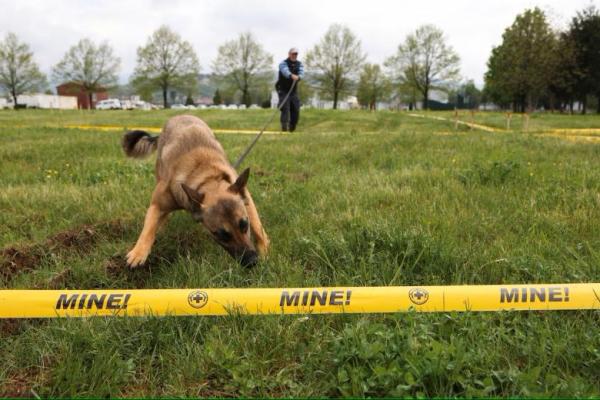 Upayakan Penjinakan Ranjau di Ukraina, Anjing Dilatih di Bosnia