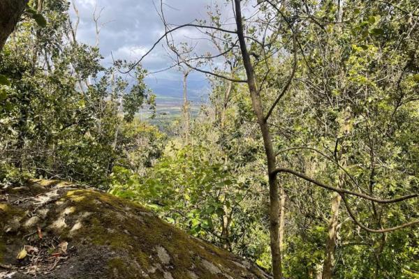 Disebut Pengumpul Tulang, Ulat Hawaii Ini Memakai Bagian Tubuh Mangsanya