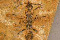 Semut Tertua yang Terawetkan dalam Fosil Brasil Berusia 113 Juta Tahun