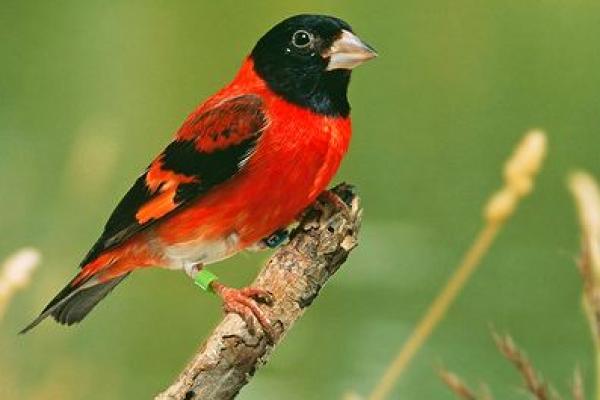 Red Skin, Burung Indah dengan Kicau Mewah