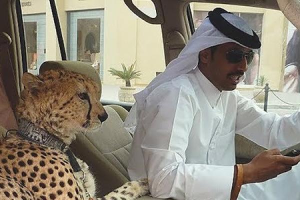 Mengapa Orang Kaya Arab Suka Piara Binatang Buas?