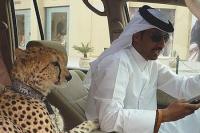 Mengapa Orang Kaya Arab Suka Piara Binatang Buas?