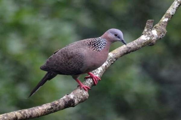 Mitos Piara Burung Tekukur, Dari Kematian Hingga Jodoh