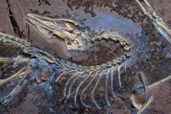 Fosil Museum Chicago Menambah Wawasan soal Burung Purba Archaeopteryx