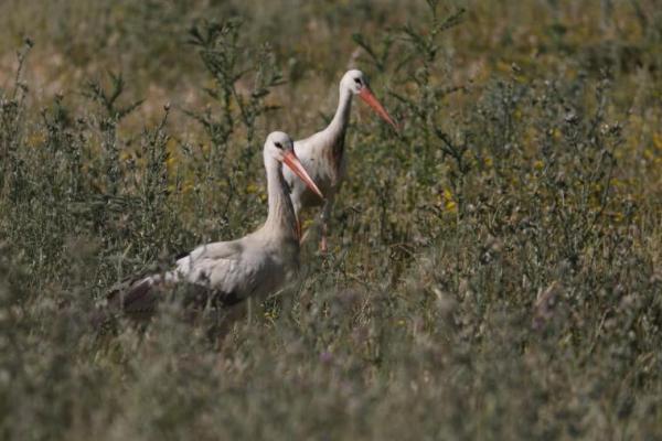 Burung Migrasi Langka Memikat Pengamat ke Pulau Lesbos, Yunani