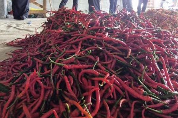 Cegah Cemaran Berbahaya, NFA Perketat Pengawasan Cabai dan Produk Ikan Asin