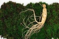 Inilah Lima Manfaat Ginseng yang Jarang Diketahui