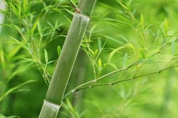 7 Pilihan Tanaman Cantik untuk Memperindah Halaman Rumah