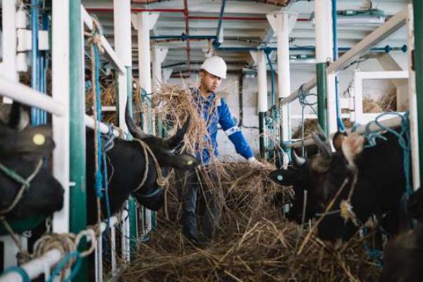 Jelang Idul Adha, PELNI Pastikan Angkutan Sapi Lancar