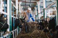 Jelang Idul Adha, PELNI Pastikan Angkutan Sapi Lancar